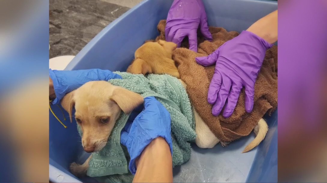 Puppies abandoned outside Bradenton Walmart